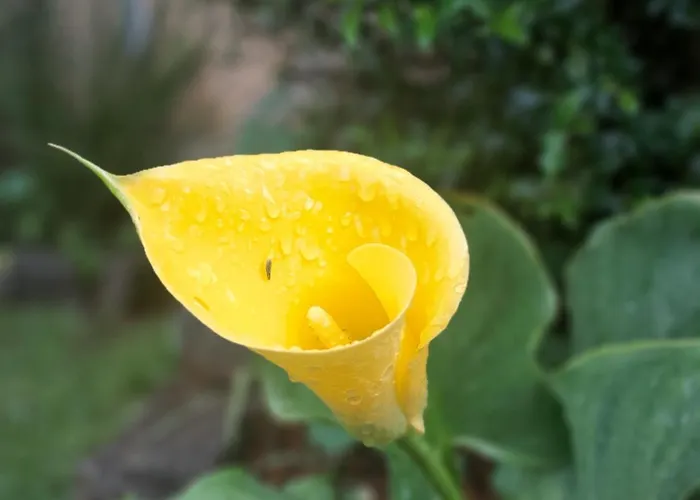 Pousada Dona Elza Monte Verde 